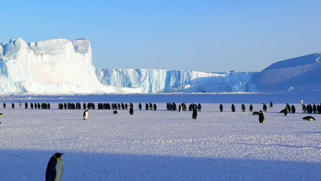 Penguins In Antarctica